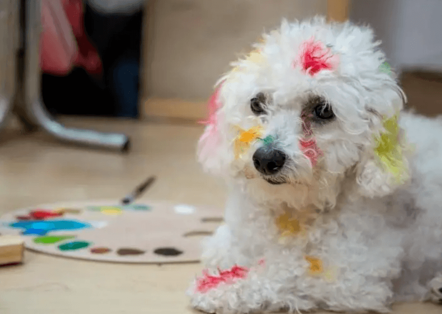 What paint is safe for pets