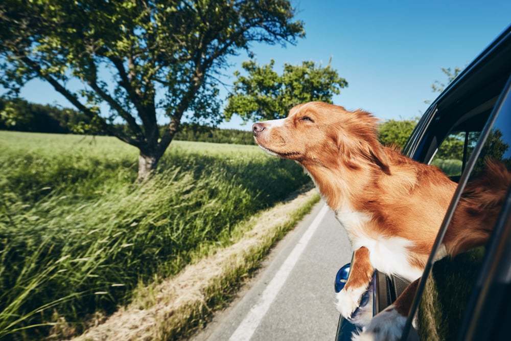 Do Dogs Appreciate Scenery ?